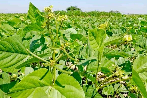 曼德勒省密达县区本财年冬季种植的冬作物黑麦豆正在茁壮成长